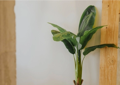 Detalle decoración natural